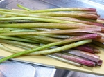 2011 0429 フキ.jpg